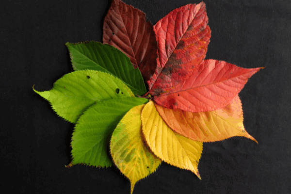 Coping with Change in the Workplace